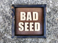 Bad Seed mini (Available now)